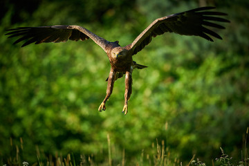 Flying bird of Lesser Spotted Eagle above the field meadow