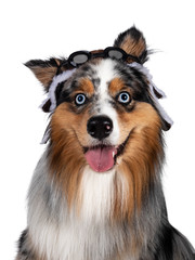 Head shot of gorgeous Australian Shepherd dog, wearing pilot hat. Looking towards camera with light blue eyes. Isolated on white background.