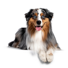Gorgeous Australian Shepherd dog, laying down with front paws over edge. Looking towards camera with light blue eyes. Isolated on white background.