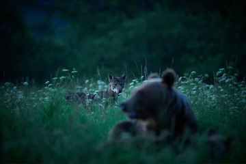 Brown bear family in the grass in the meadow and wolf