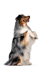 Gorgeous Australian Shepherd dog, sitting on hind paws.  Looking up with light blue eyes. Isolated on white background.