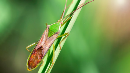 multicolored green and brown bug, insect with long antennas climbing on a leaf, macrophotography of the small wildlife living in our gardens, nature scene, Thailand