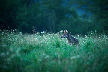 Wolf - Canis lupus  hidden in the meadow.