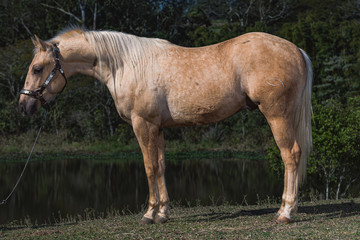 Naklejka premium Potro Quarto de Milha