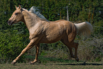 Obraz premium Potro Quarto de Milha