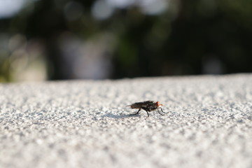 fly on a floor