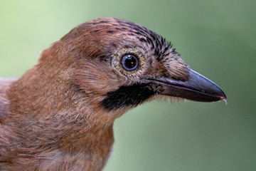 Arrendajo Euroasiatico.