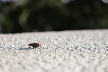 fly on ground
