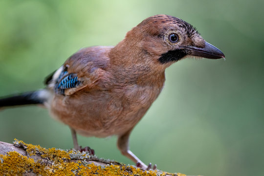 Arrendajo Euroasiatico.