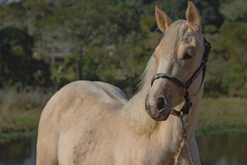 Obraz premium Potro Quarto de Milha