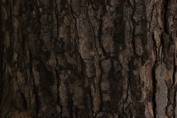 tree bark texture