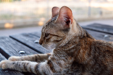 a striped adorable cat rest on a table