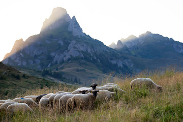 Obraz premium High in the mountains shepherds graze cattle among the panorama of wild forests and fields of the Carpathians.