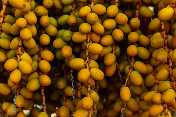 pile of unripe yellow dates
