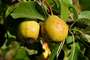 fruit of a wild fruit tree called pear tree next to a dirt road in the village of Fasty in Podlasie in Poland