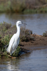 Garza Blanca