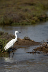 Garza Blanca