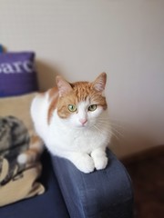 cat comfort