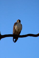 Gavião do Rabo Branco