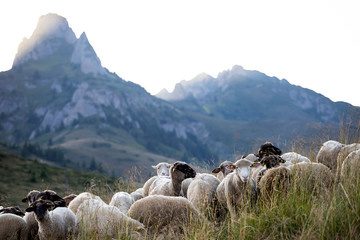Fototapeta premium High in the mountains shepherds graze cattle among the panorama of wild forests and fields of the Carpathians.