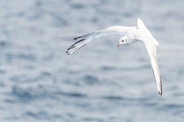 Gaviotas en vuelo.