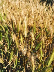 Ears of rye close up