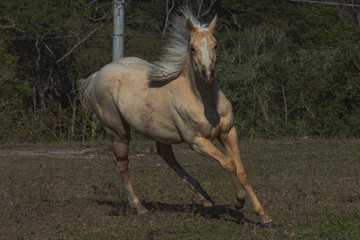 Potro Quarto de Milha