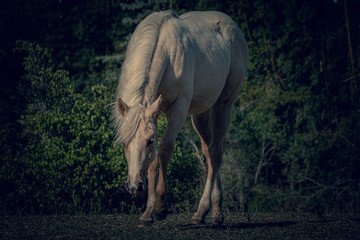 Potro Quarto de Milha