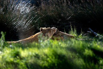 Pareja de leones en Sigean