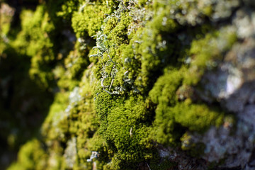 Green moss on a tree trunk as background
