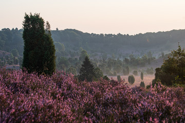 Heidelandschaft