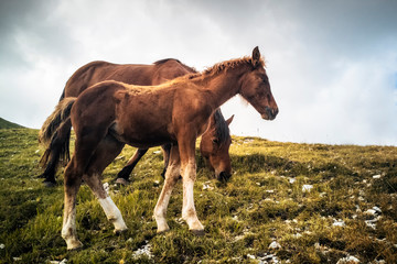 Italy, August 2020: wild mare and foal grazing on Monte Catria in the province of Pesaro in the...