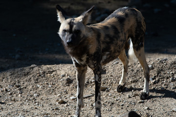 Perros Salvajes de africa