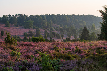 Blick in die Heidelandschaft  am Morgen 