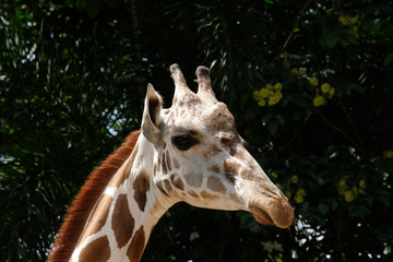 giraffe