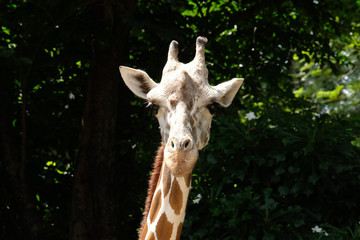 giraffe