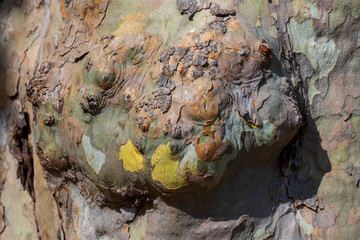 Knorrige alte Platane Baum mit schöner camouflage Maserung an der Rinde