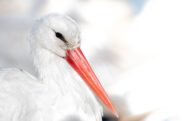 Cigueña en clave alta
