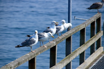 Möwen sitzen auf einem Bootssteg in der Reihe