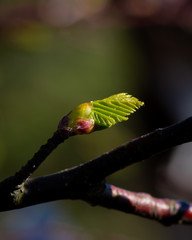 Bud of a Birch tree