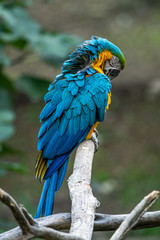 El guacamayo azulamarillo (Ara ararauna)