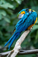 El guacamayo azulamarillo (Ara ararauna) © Carlos Sáez