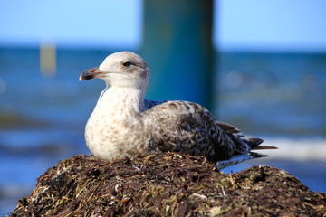Möwe sitzt auf einem Haufen Seegras in der Sonne