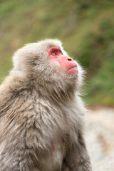 ニホンザルの自由で楽しい暮らしのポートレート 猿のかわいい姿