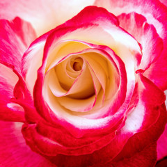 Fototapeta na wymiar purple and pale white rose flower top view closeup