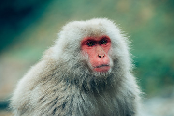 Naklejka premium ニホンザルの自由で楽しい暮らしのポートレート 猿のかわいい姿