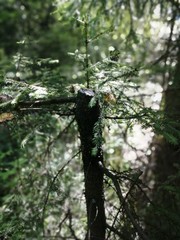 tree in the woods