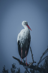 Cigüeña descansando