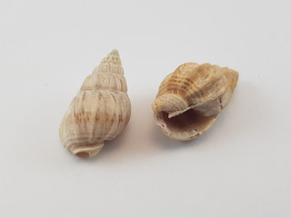 Photograph on white background of seashell or conch Phos Senticosus of the gastropod family Buccinidae