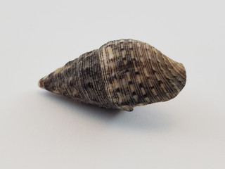 Photograph on white background of seashell or conch Pisania Pusio of the gastropod family Buccinidae
